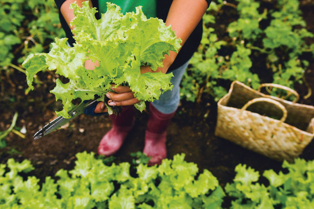 Costales Nature Farms was named the Philippines' first DOT-accredited agritourism destination