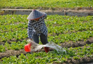 NEDA is urging the government to strengthen agricultural R&D programs in research institutions and state universities