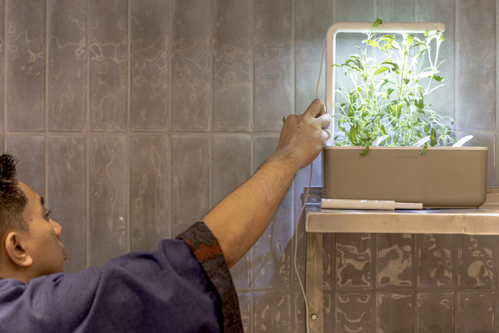 Herbs grow inside Melc Patisserie using a grow light