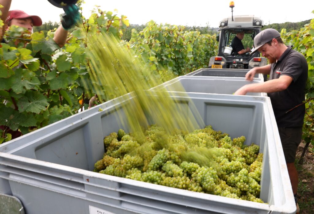 Supervisor Sonny O'Connell inspects crop as pickers harvest chardonnay grapes at one of English wine producer Chapel Down's vineyards | Photo by Toby Melville/Reuters